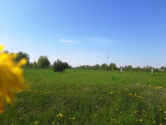 Zirņu sala - Attēls 7