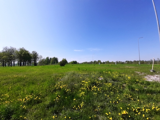 Zirņu sala - Attēls 8